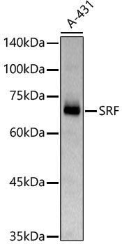 Anti-SRF Rabbit pAb