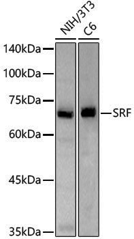 Anti-SRF Rabbit pAb