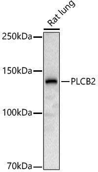 Anti-PLCB2 Rabbit pAb