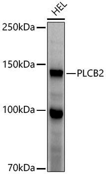 Anti-PLCB2 Rabbit pAb