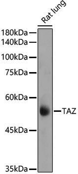 Anti-TAZ Rabbit pAb