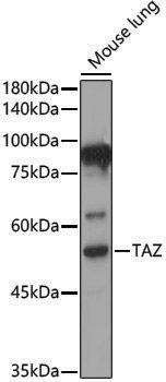 Anti-TAZ Rabbit pAb
