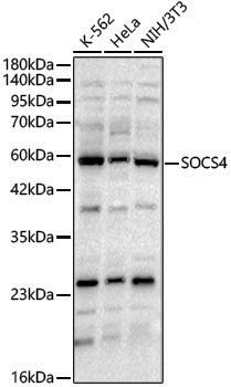 Anti-SOCS4 Rabbit pAb