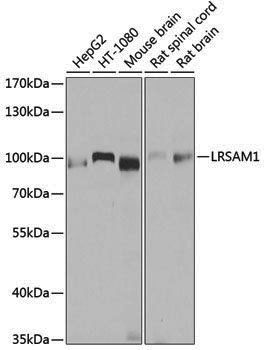 Anti-LRSAM1 Rabbit pAb
