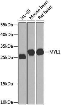 Anti-MYL1 Rabbit pAb