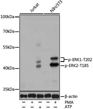 Anti-Phospho-ERK1 (Thr202) /ERK2 (Thr185) Rabbit pAb