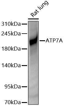 Anti-ATP7A Rabbit pAb