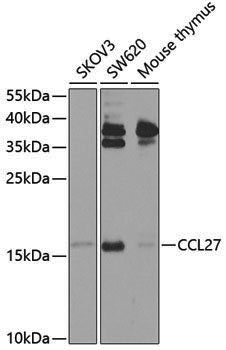 Anti-CCL27 Rabbit pAb