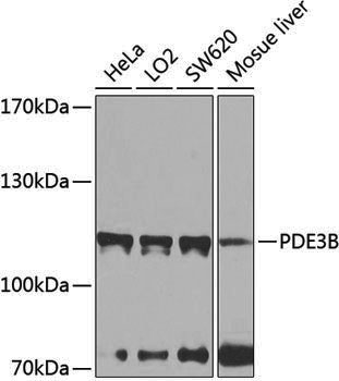 Anti-PDE3B Rabbit pAb