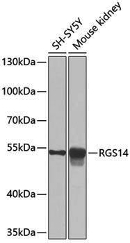 Anti-RGS14 Rabbit pAb