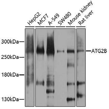 Anti-ATG2B Rabbit pAb