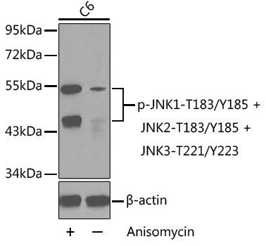 Anti-Phospho-JNK1 (Thr183/Tyr185) /JNK2 (Thr183/Tyr185) /JNK3 (Thr221/Tyr223) Rabbit pAb