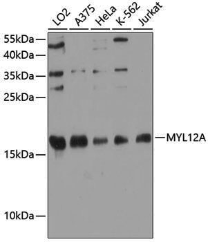 Anti-MYL12A Rabbit pAb