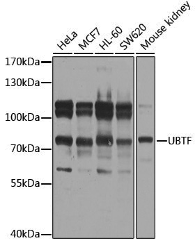 Anti-UBTF Rabbit pAb