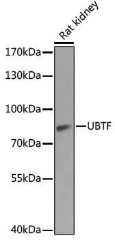 Anti-UBTF Rabbit pAb
