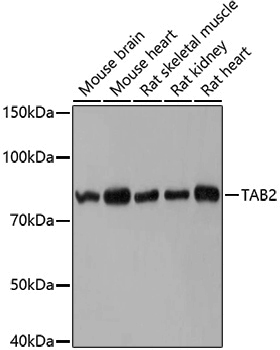 Anti-TAB2 Rabbit pAb