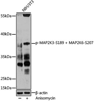 Anti-MEK3/MEK6 Rabbit pAb