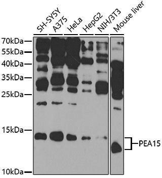 Anti-PEA15 Rabbit pAb