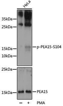 Anti-Phospho-PEA15 (Ser104) Rabbit pAb