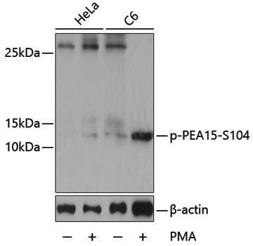 Anti-Phospho-PEA15 (Ser104) Rabbit pAb