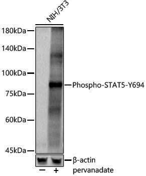 Anti-Phospho-STAT5 (Tyr694) Rabbit pAb