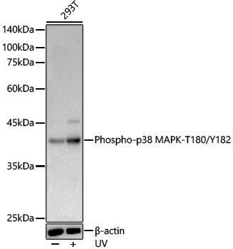 Anti-Phospho-p38 MAPK (Thr180/Tyr182) Rabbit pAb