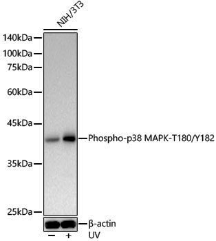Anti-Phospho-p38 MAPK (Thr180/Tyr182) Rabbit pAb