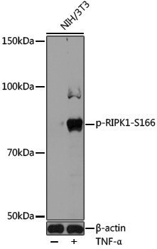 Anti-Phospho-RIPK1 (Ser166) Rabbit pAb