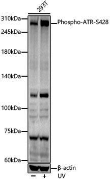 Anti-Phospho-ATR (Ser428) Rabbit pAb