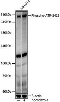 Anti-Phospho-ATR (Ser428) Rabbit pAb