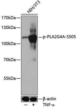 Anti-Phospho-PLA2G4A (Ser505) Rabbit pAb