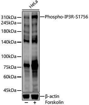 Anti-Phospho-IP3R (Ser1756) Rabbit pAb