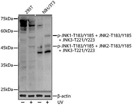 Anti-Phospho-JNK1 (Thr183/Tyr185) /JNK2 (Thr183/Tyr185) /JNK3 (Thr221/Tyr223) Rabbit pAb