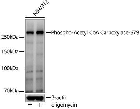 Anti-Phospho-Acetyl CoA Carboxylase (Ser79) Rabbit pAb
