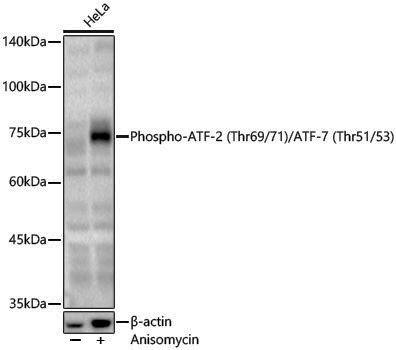 Anti-Phospho-ATF-2 (Thr69/Thr71) /ATF-7 (Thr51/Thr53) Rabbit pAb