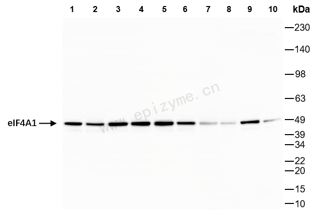 Anti-eIF4A1 Rabbit mAb [46L84K88]