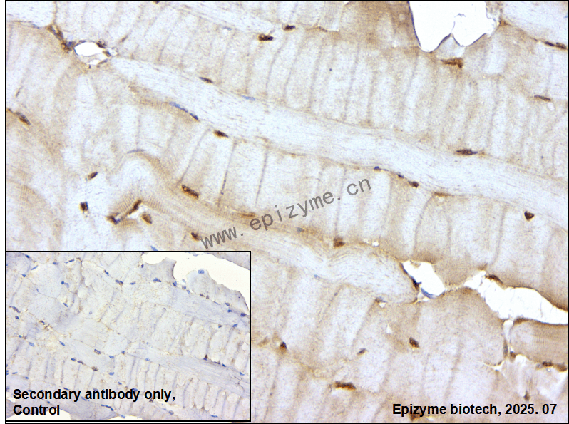Anti-Cyclophilin B Rabbit mAb [46M55K99]