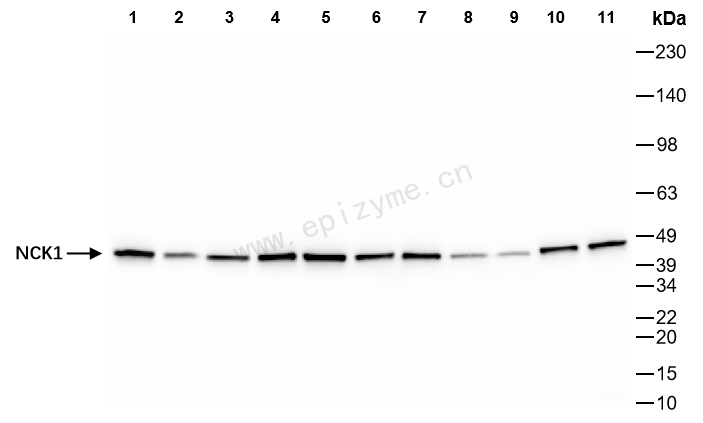 Anti-NCK1 Rabbit mAb [22M50K33]