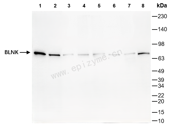 Anti-BLNK Rabbit mAb [23L93S49]
