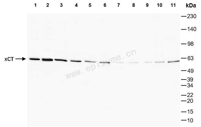 Anti-xCT Rabbit mAb [28R64J15]