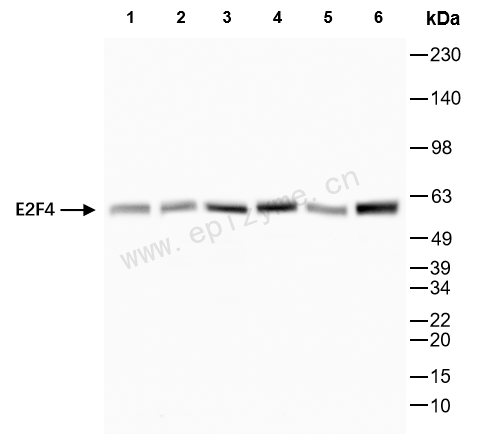 Anti-E2F4 Rabbit mAb [22B42S26]
