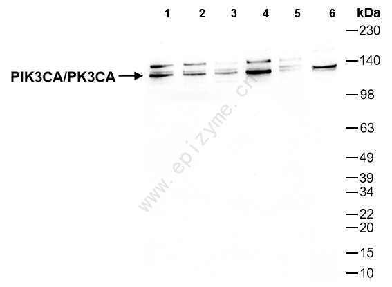Anti-PIK3CA Mouse mAb [95R97F38]