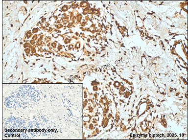 Anti-PIK3CA Mouse mAb [95R97F38]
