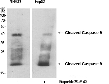 Anti-Cleaved-Caspase 9 Rabbit pAb