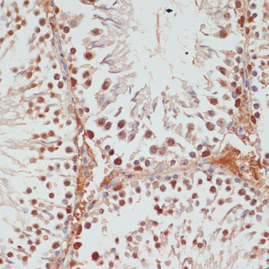 Anti-PARP1 Rabbit pAb