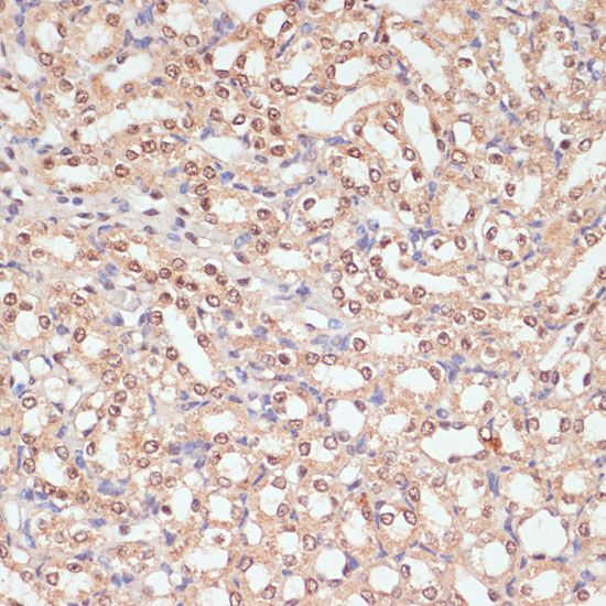 Anti-PARP1 Rabbit pAb