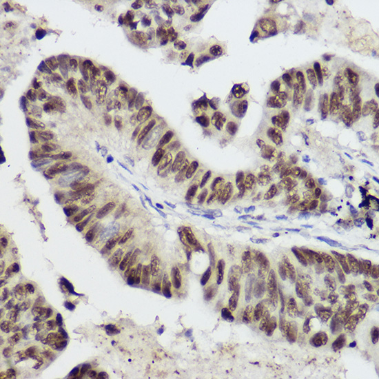 Anti-STAT1 Rabbit pAb