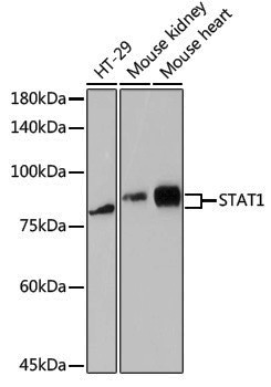 Anti-STAT1 Rabbit pAb