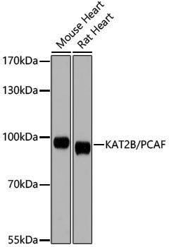 Anti-KAT2B/PCAF Rabbit pAb