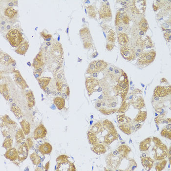 Anti-HDAC4 Rabbit pAb